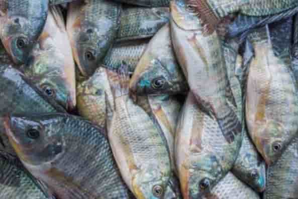 Tips Menjaga Kualitas Ikan Mujair